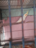 Cockatiel male